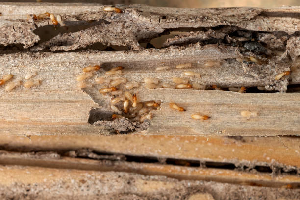 Best Wasp Removal Services  in Sisters, OR